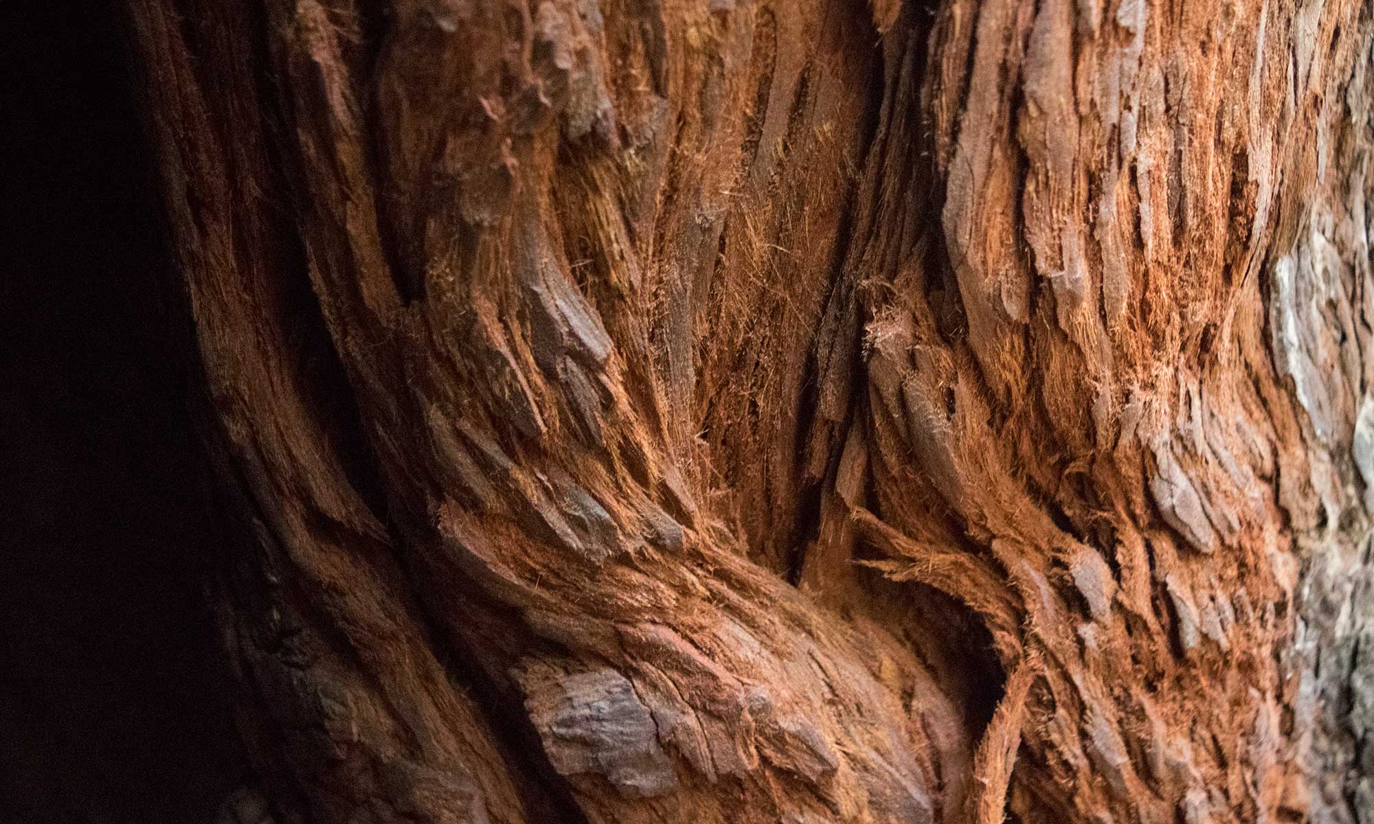 Ancient Redwood Bark